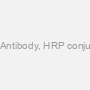 Bag3 Antibody, HRP conjugated